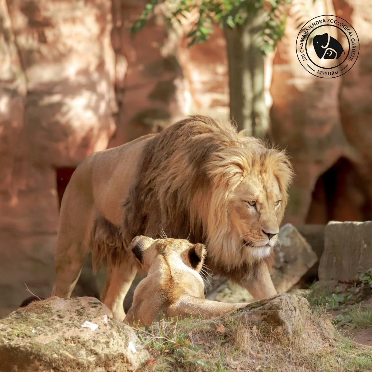 mysuru-zoo-aisensy.jpg